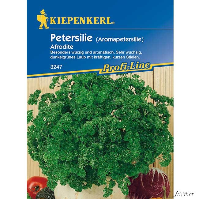 Petersilie (Aromapetersilie) 'Afrodite'