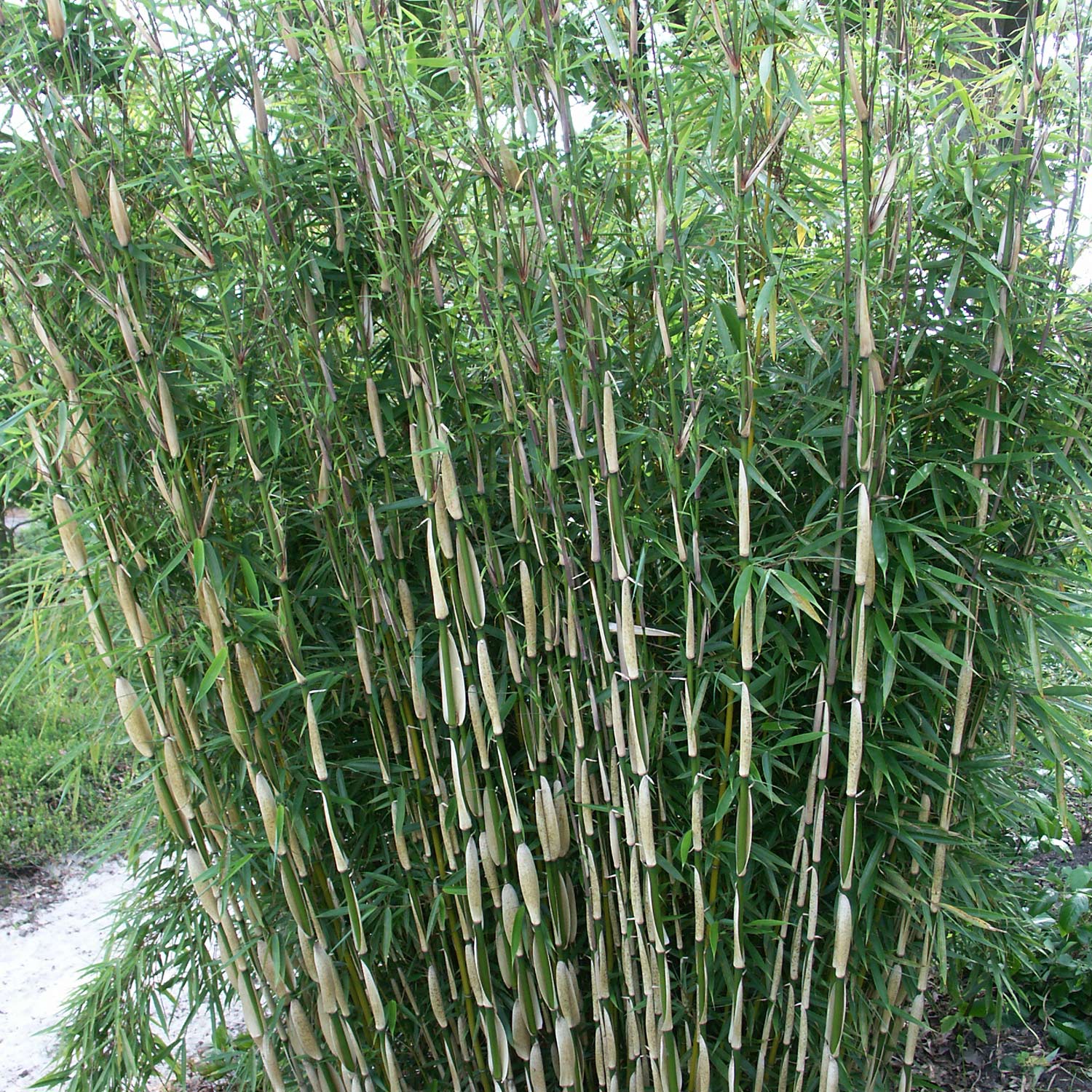 Horstbildender Bambus / Schirmbambus 'Pingwu'