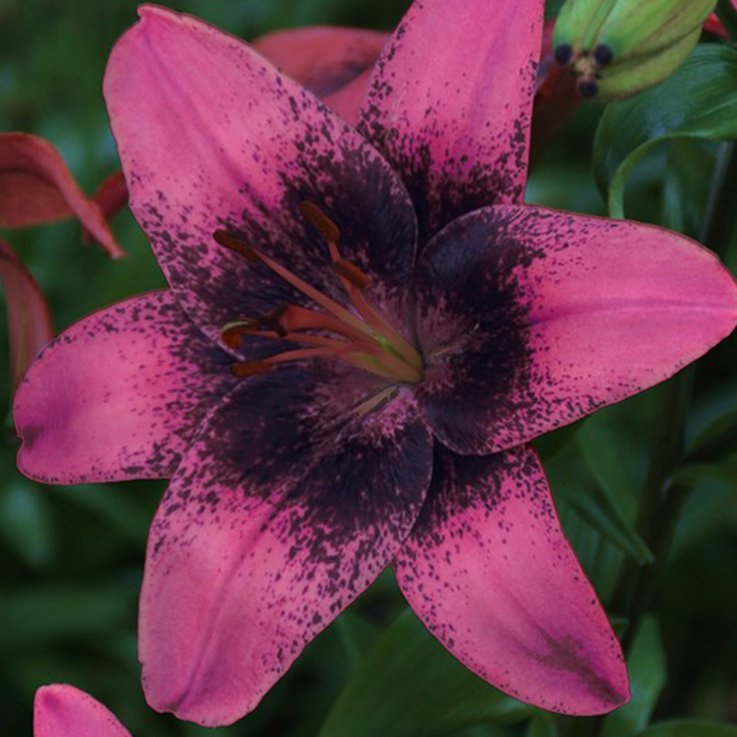 Asiatische Lilie 'Purple Dream', 2 Stück