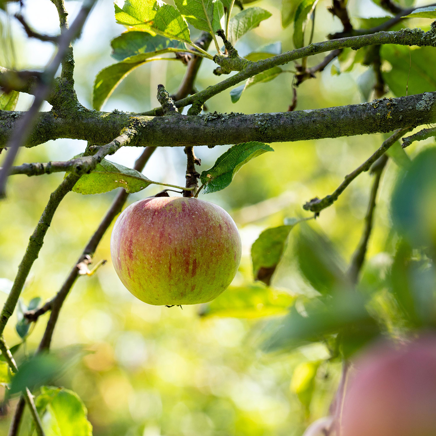 Apfel 'Cox Orange Renette'