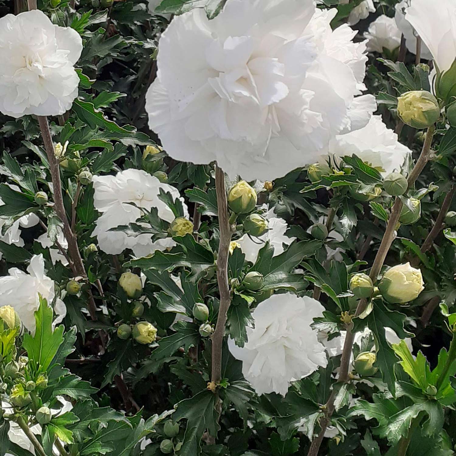 Garteneibisch 'French Cabaret' White