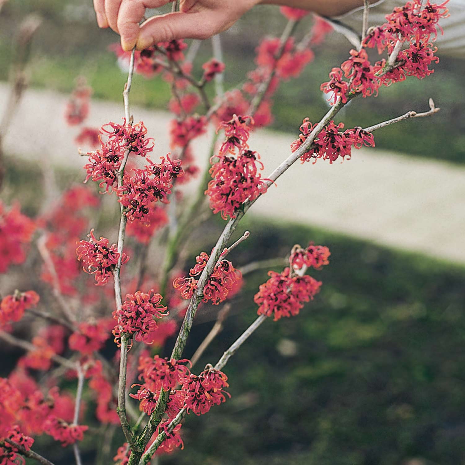 Zaubernuss 'Ruby Glow'