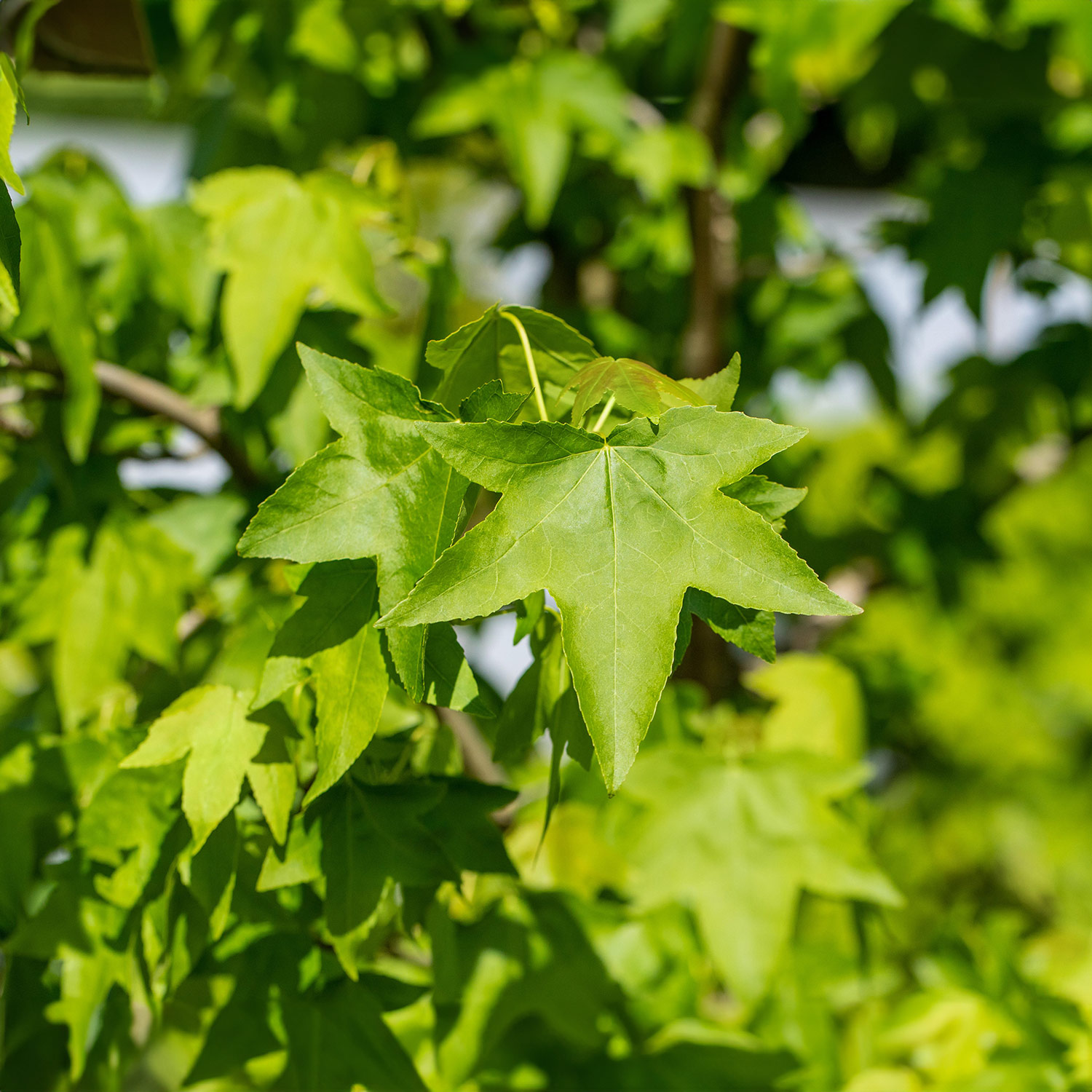 Kategorie <b>Produkt ohne Kategoriezuordnung </b> - Amberbaum C 5 60/80 Liefergröße: 60 - 80 cm - Liquidambar styraciflua