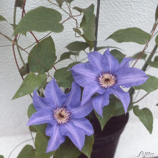 Clematis 'Königskind®'