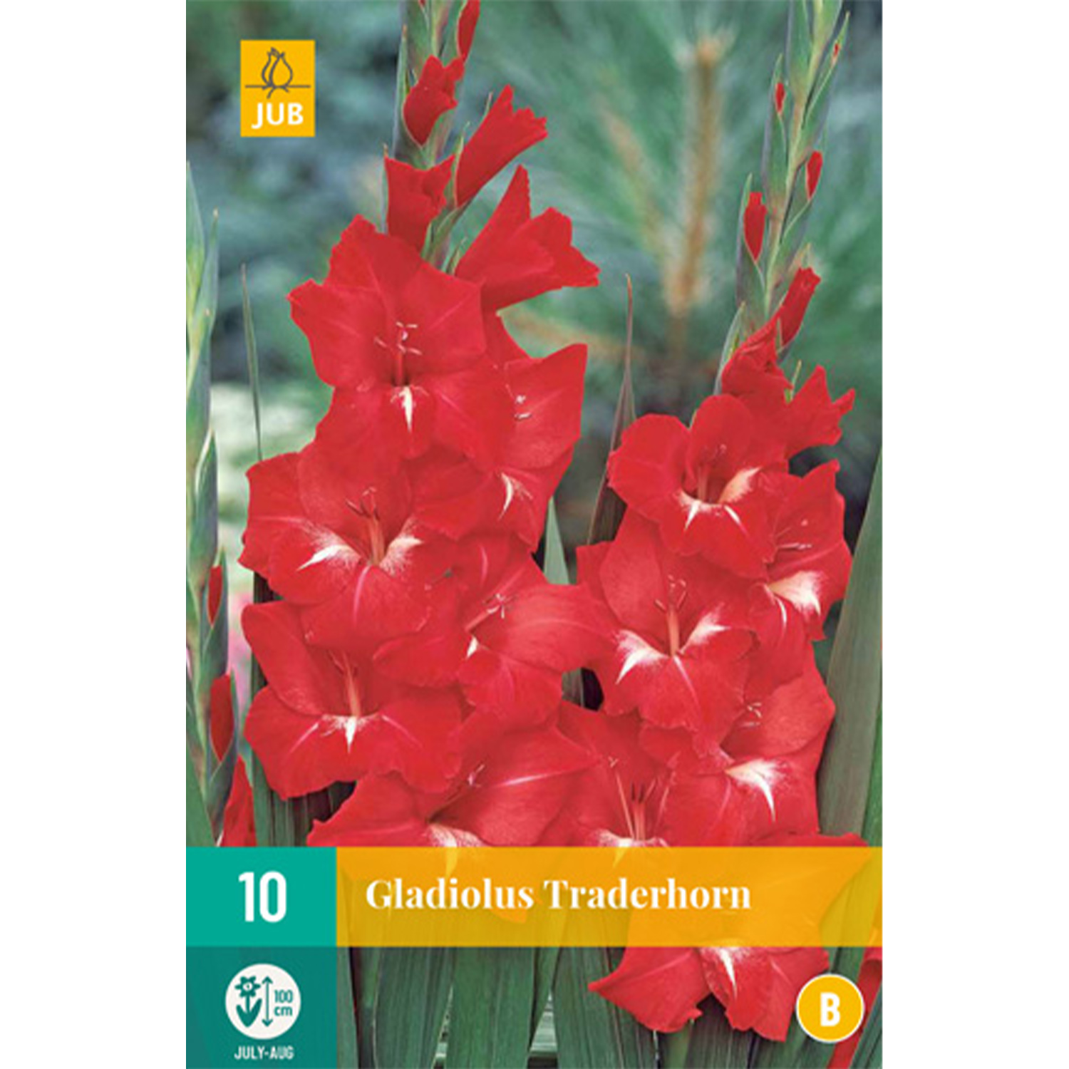 Gladiole 'Traderhorn' - 10 Stück