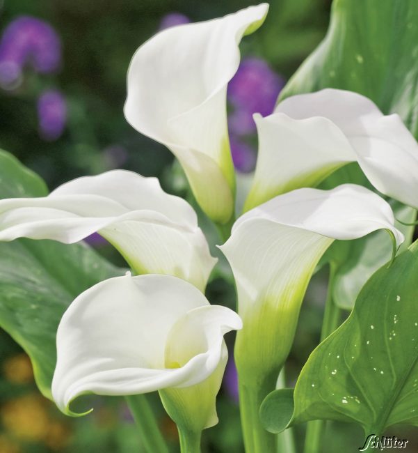 Calla 'Captain Ventura'