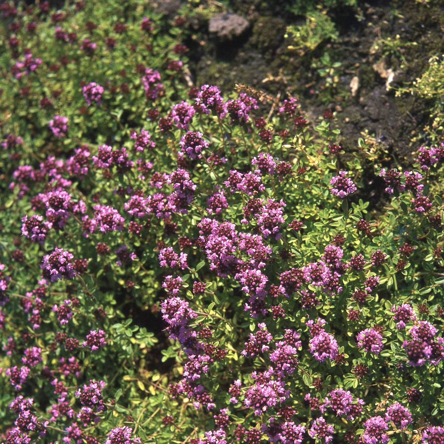 Rosa Thymian - Wilder Feldthymian - 3 Stück