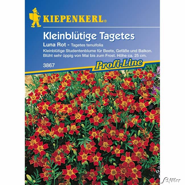 Tagetes 'Luna Rot'