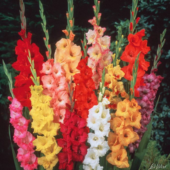 Gladiole 'Prachtmischung'