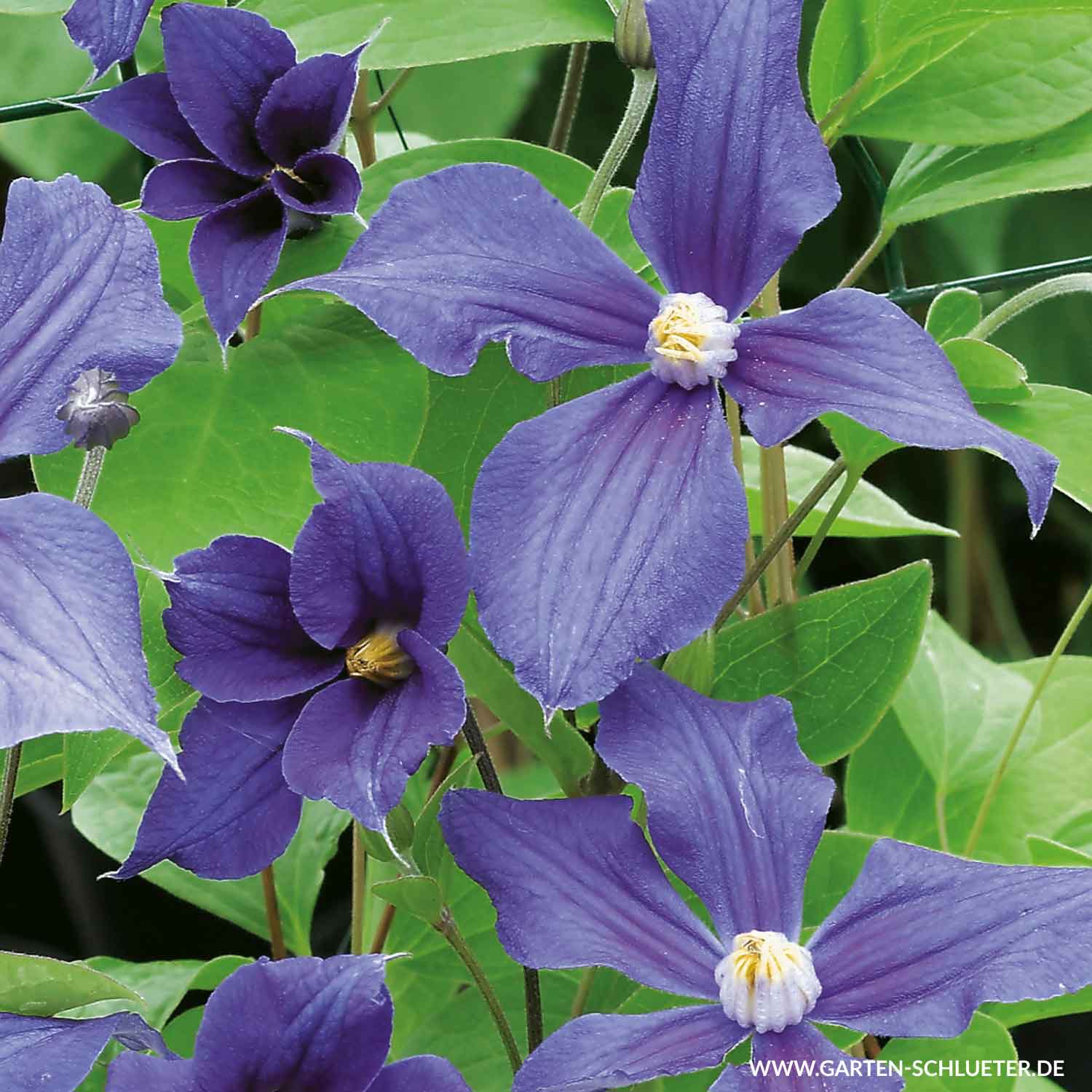 Stauden-Clematis 'Durandii'