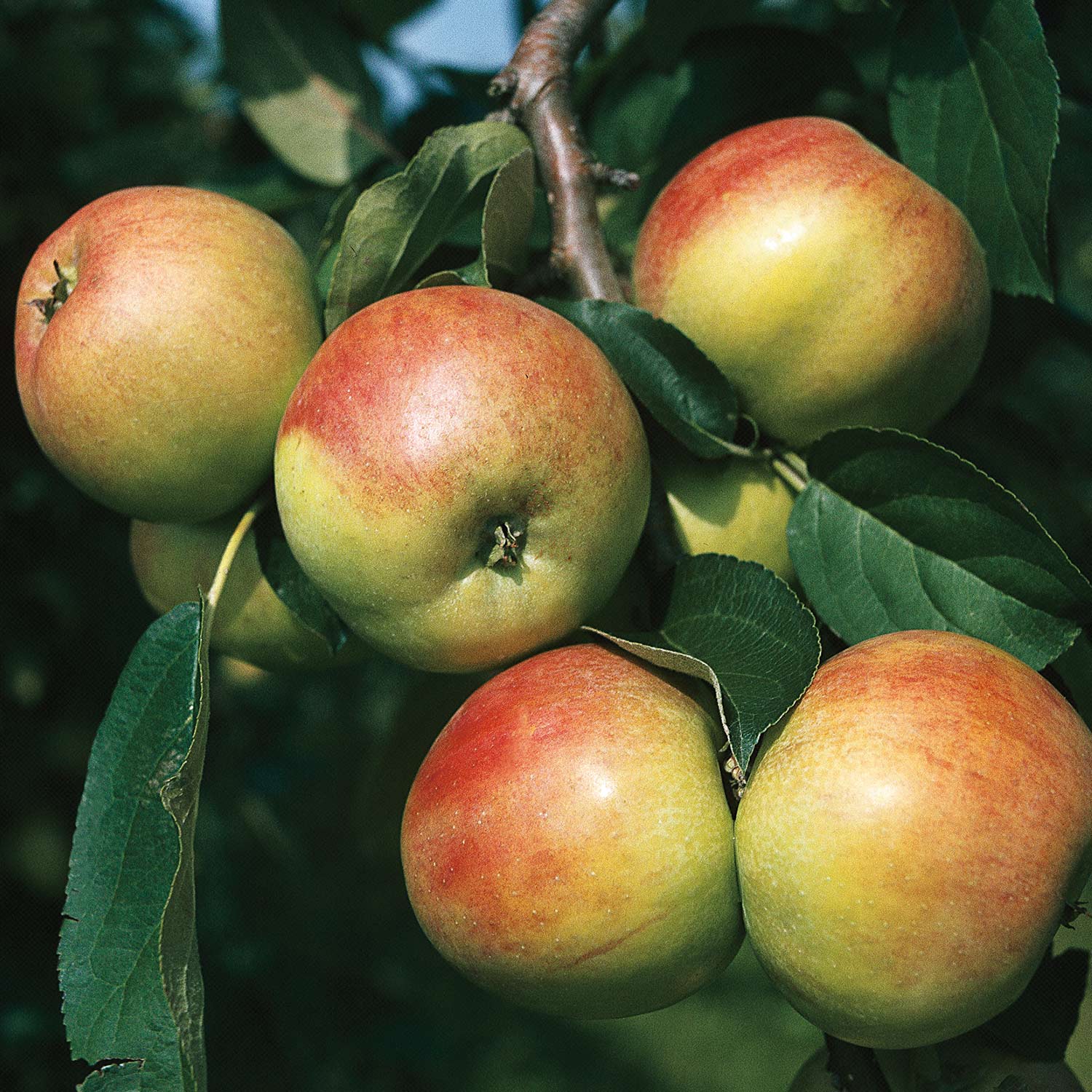 Kategorie <b>Produkt ohne Kategoriezuordnung </b> - Apfel &#039;Gravensteiner&#039; - Allergiker geeignet, 5 Liter, 80 - 100 cm Liefergröße: 80 - 100 cm - Malus &#039;Gravensteiner&#039;