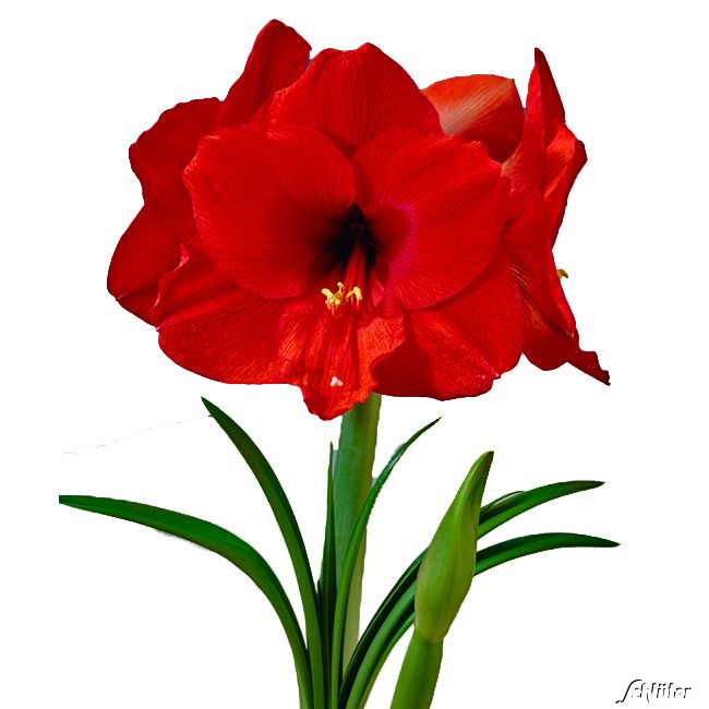 Amaryllis 'Dunkelrot' - 1 Stück