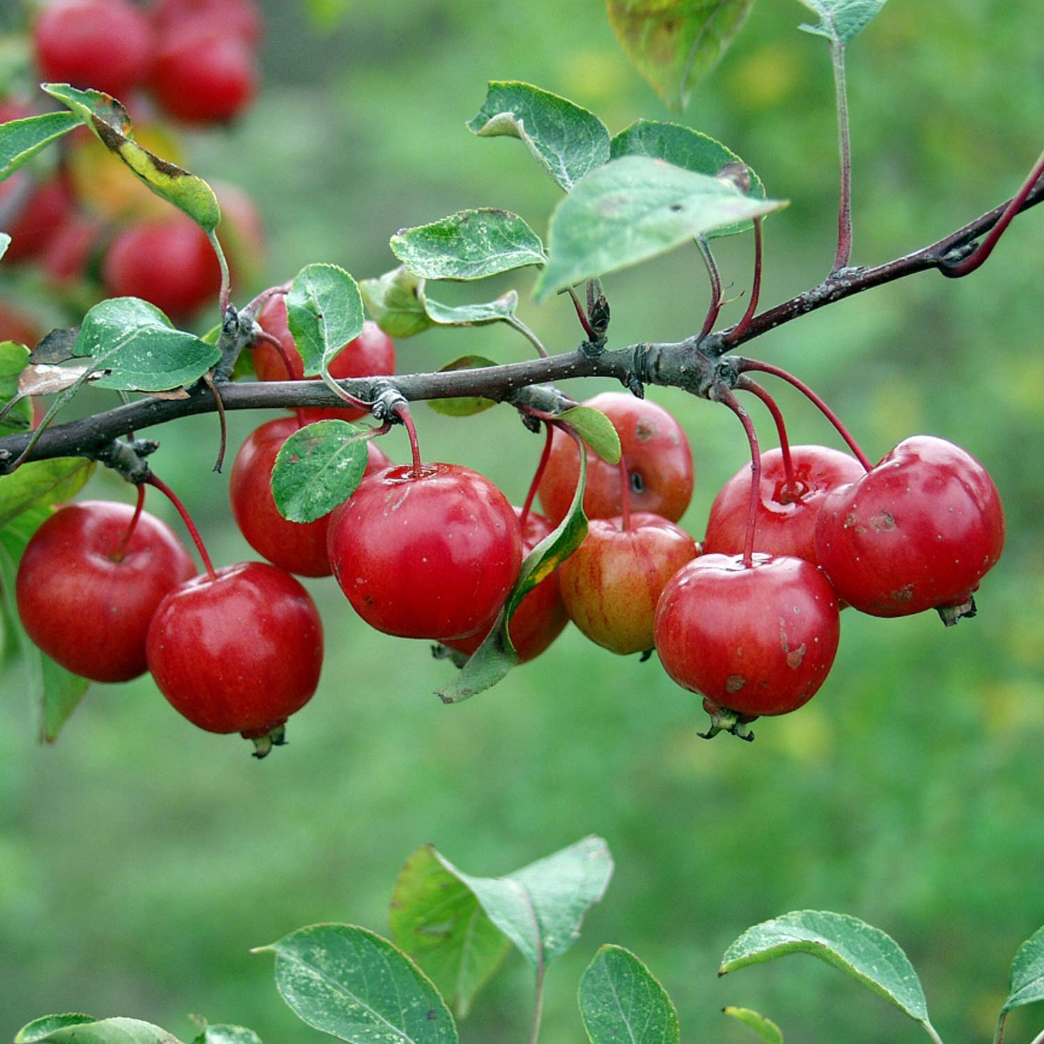 Zierapfel 'Evereste'