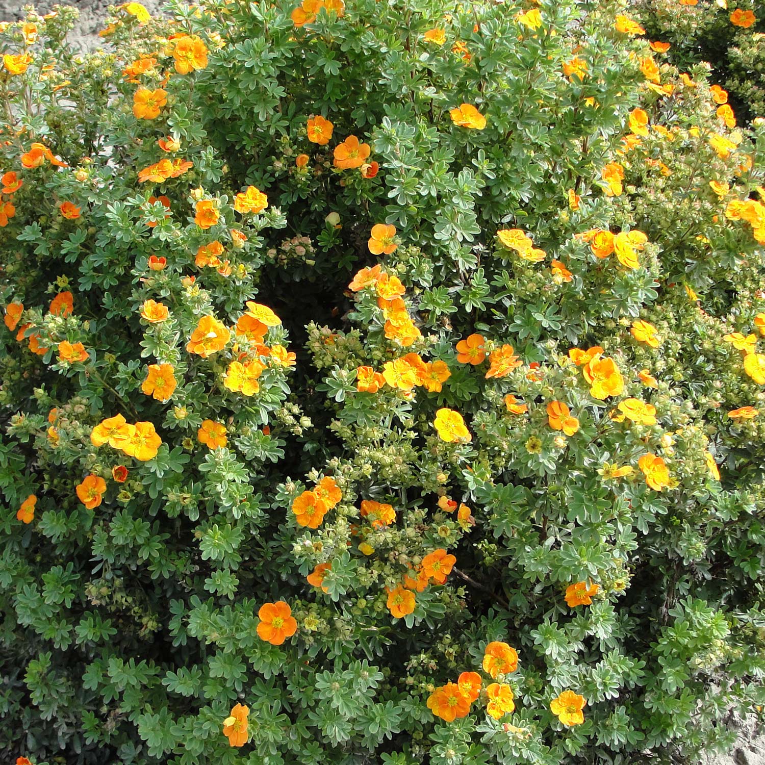 Kategorie <b>Produkt ohne Kategoriezuordnung </b> - Fingerstrauch &#039;Mandarin Tango®&#039; Liefergröße: 30 - 40 cm - Potentilla fruticosa