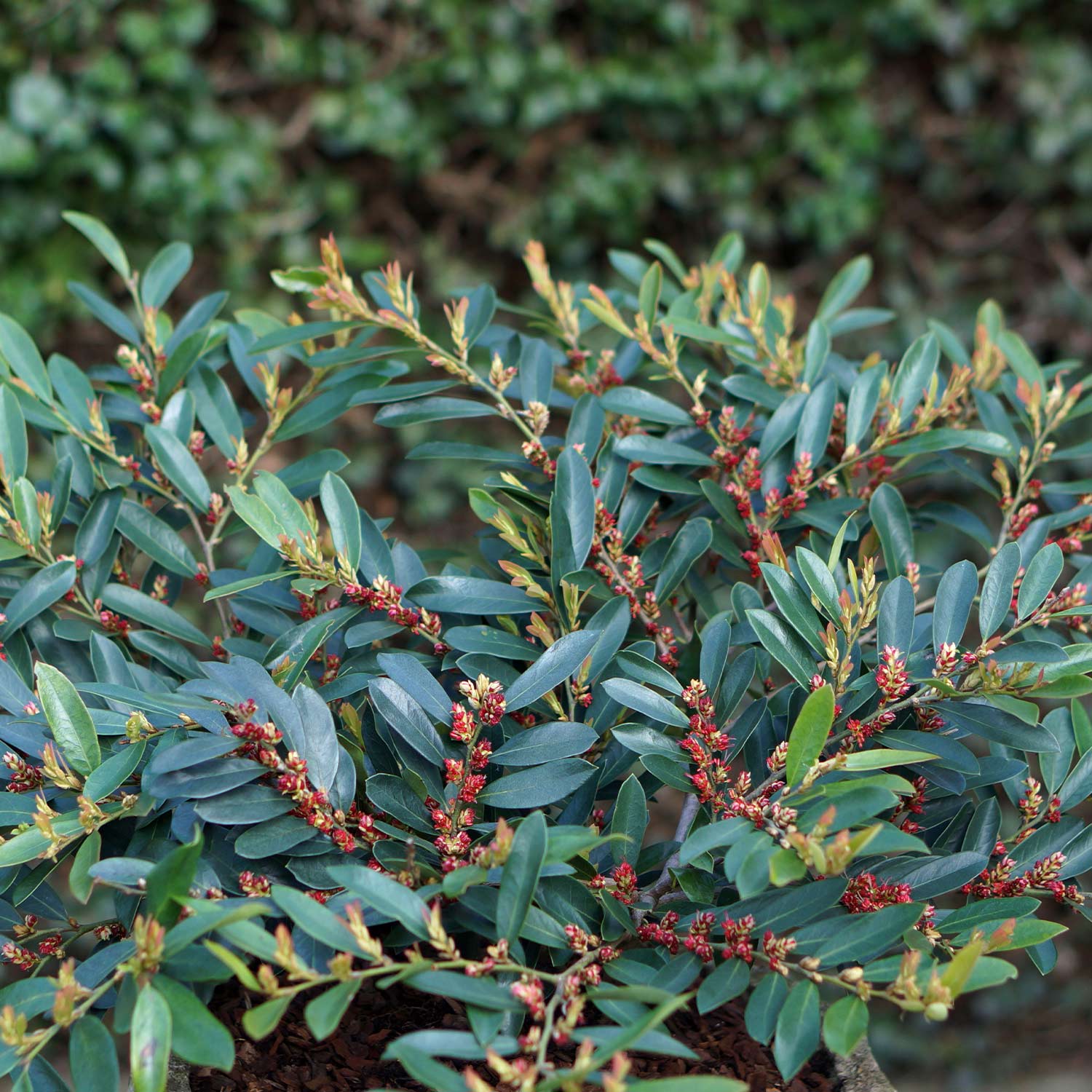 Traubiger Zweigriffel 'Blue Cascade'