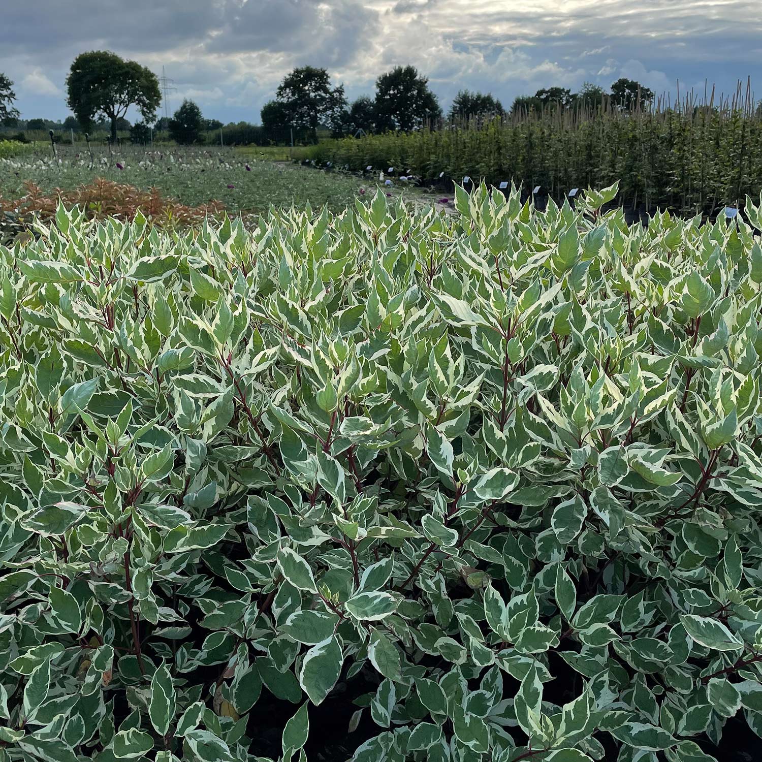 Weißbunter Hartriegel 'Elegantissima'