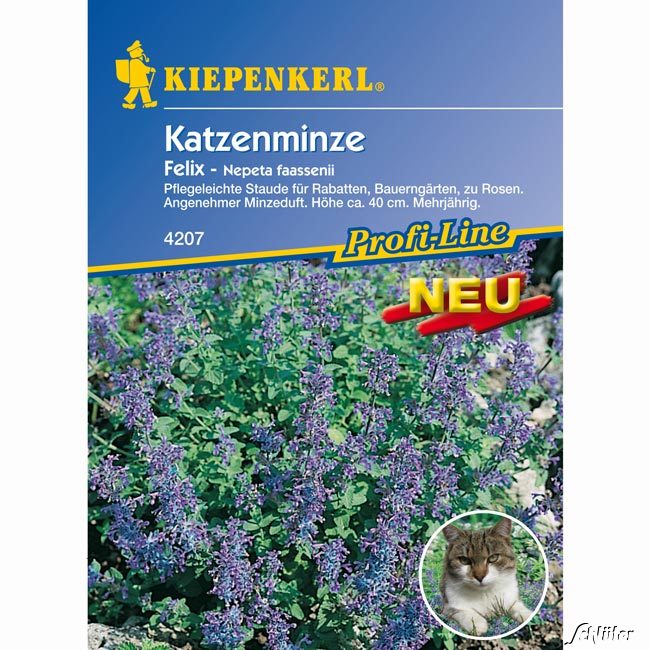 Katzenminze 'Felix'