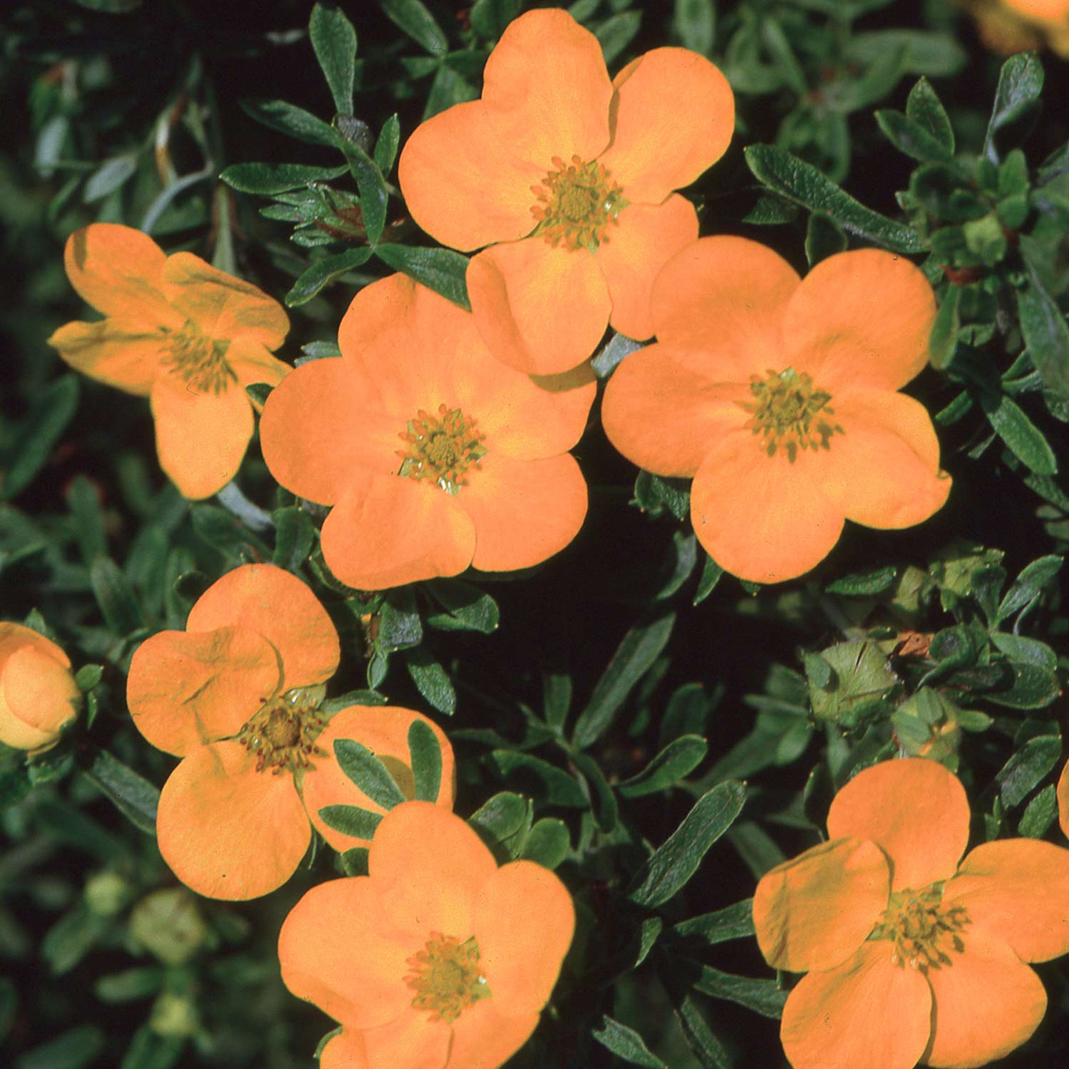 Kategorie <b>Produkt ohne Kategoriezuordnung </b> - Fingerstrauch &#039;Hopley Orange&#039; Liefergröße: 20 - 30 cm - Potentilla fruticosa &#039;Hopley&#039;s Orange&#039;