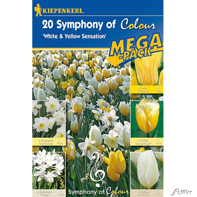 Symphony of Colours - 17 Stück 'White & Yellow Sensation'