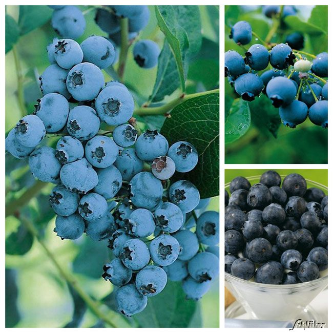 Heidelbeeren im Sortiment - 3 Stück