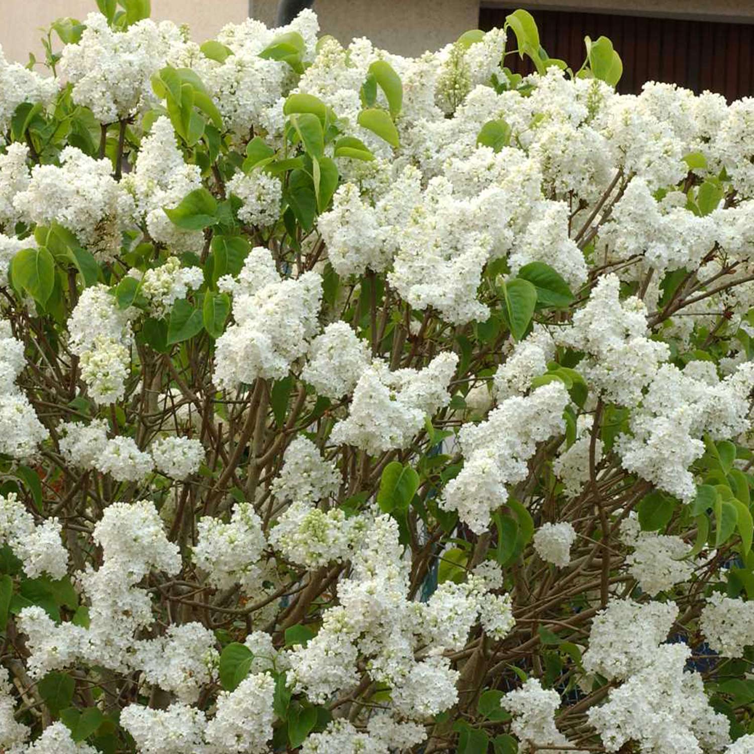 Edelflieder 'Dentelle d'Anjou'