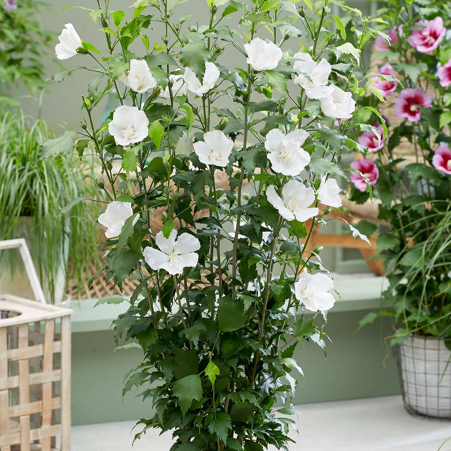 Säulen-Garteneibisch 'Flower Tower White®'