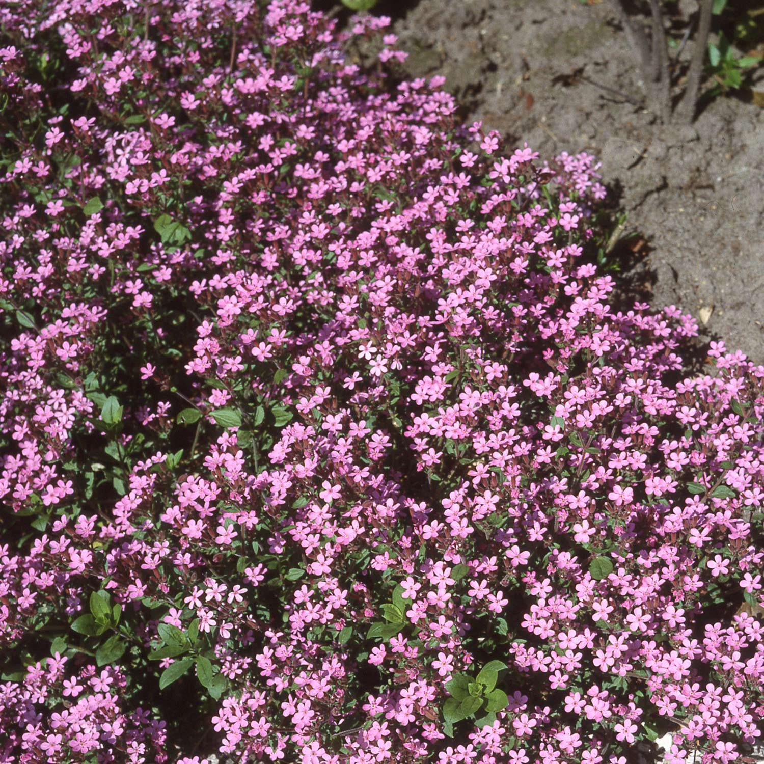 Rotes Polster-Seifenkraut - 3 Stück