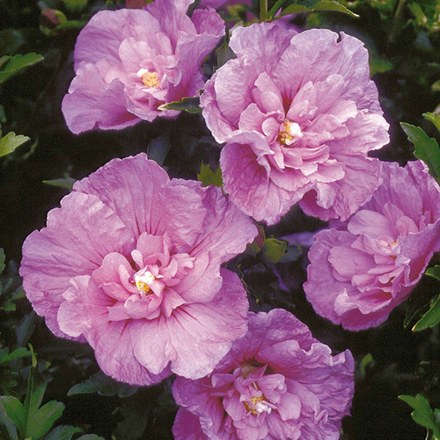 Hibiscus 'Lavender Chiffon®'