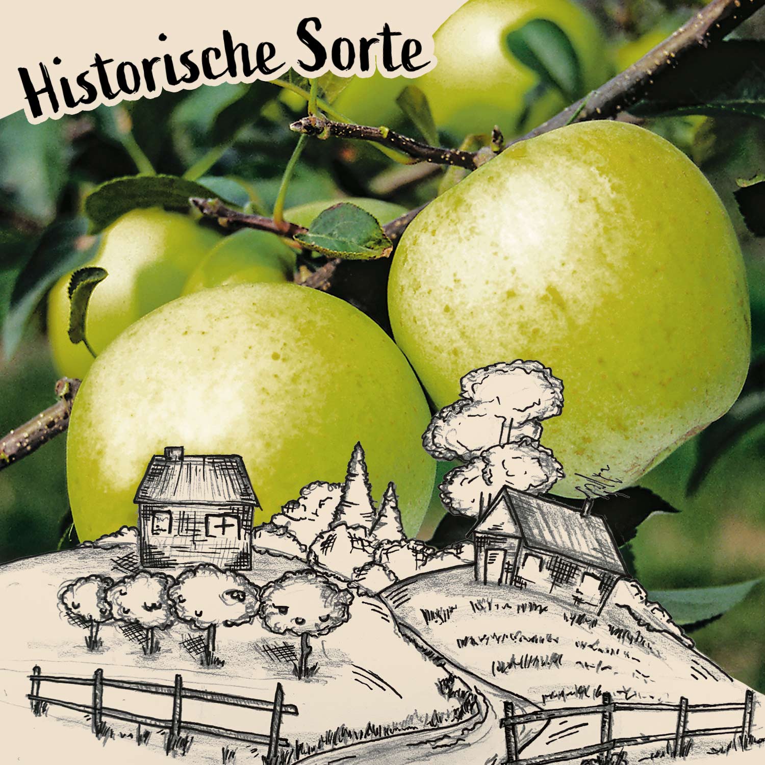 Winterapfel 'Riesenboiken'