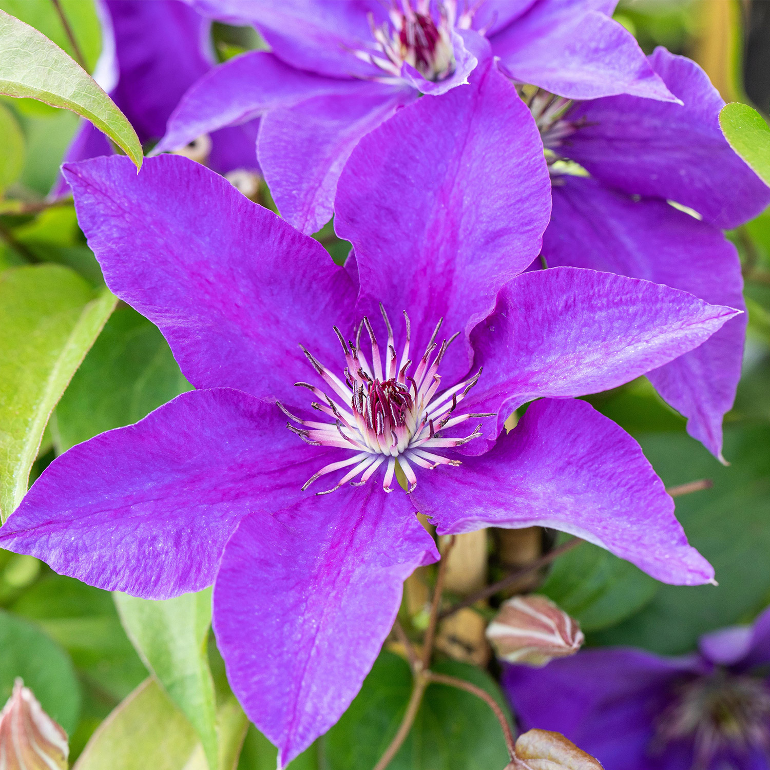 Clematis 'The President'