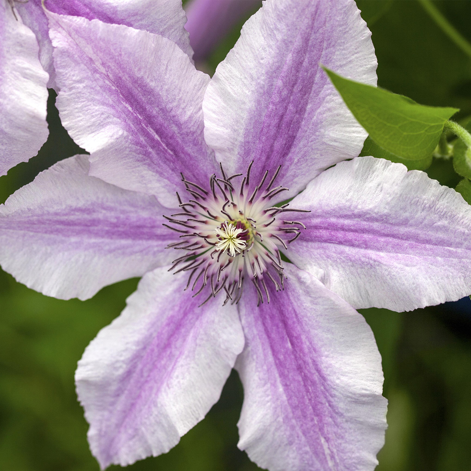 Großblumige Clematis 'Ooh La La®'