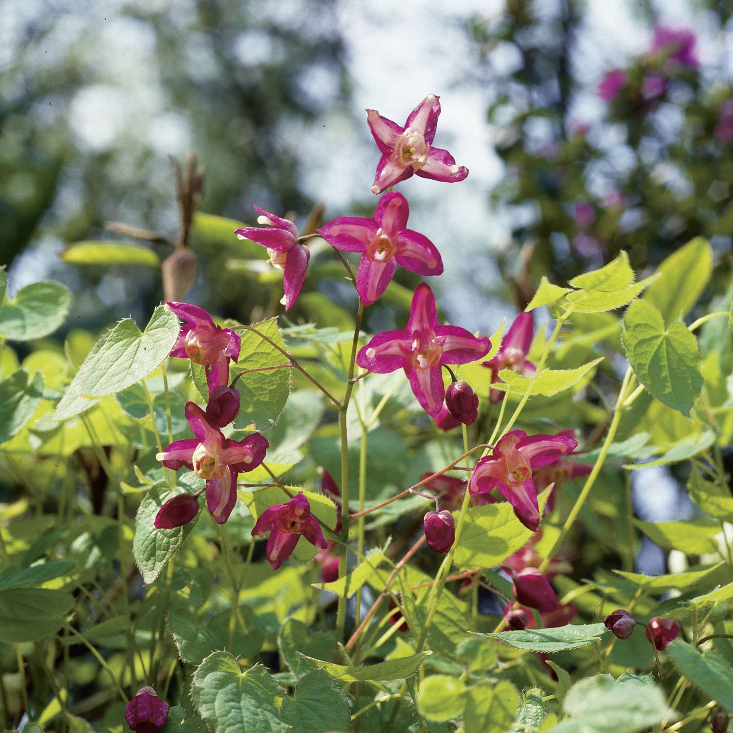 Rote Elfenblume