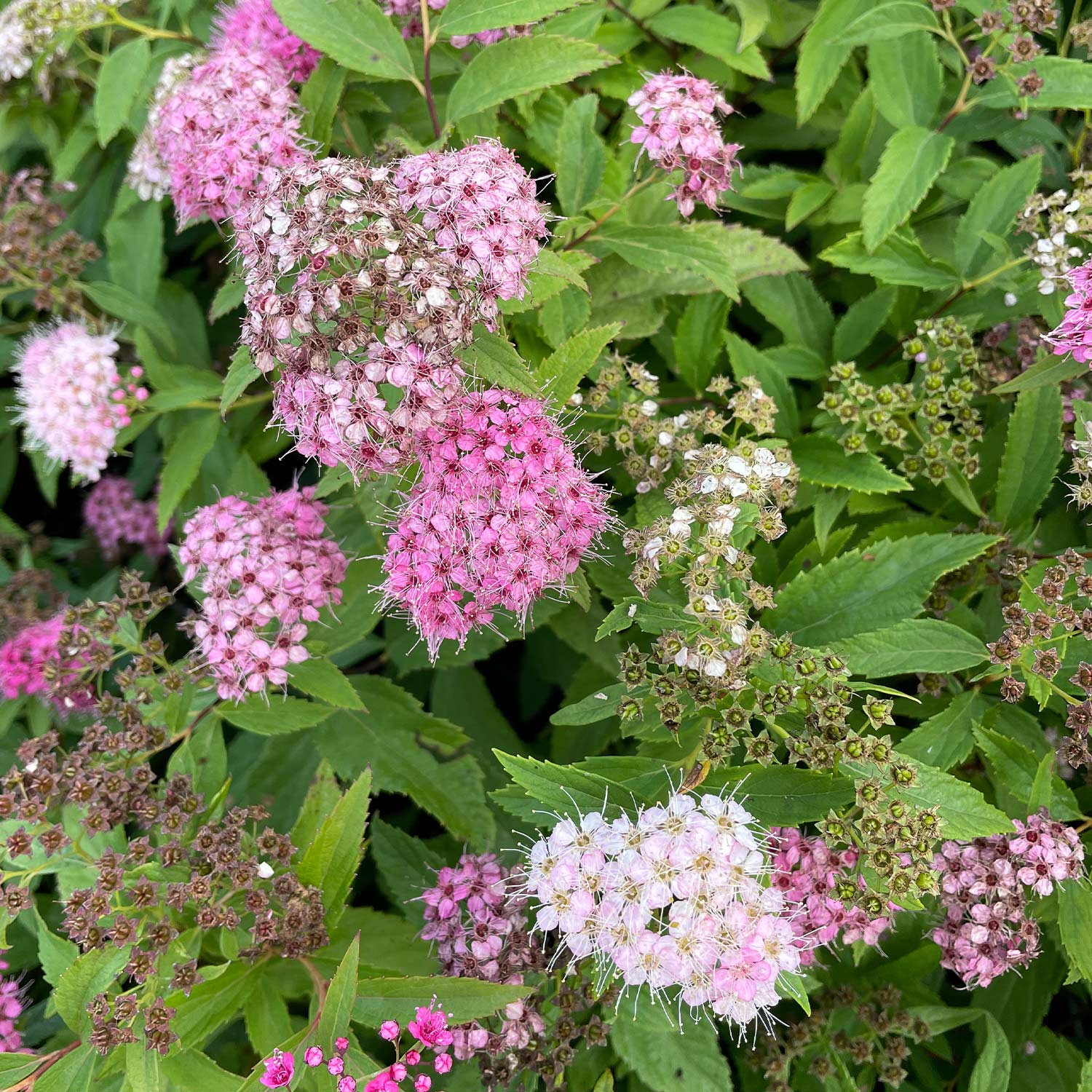 Blütenharlekin-Spiere 'Shirobana'