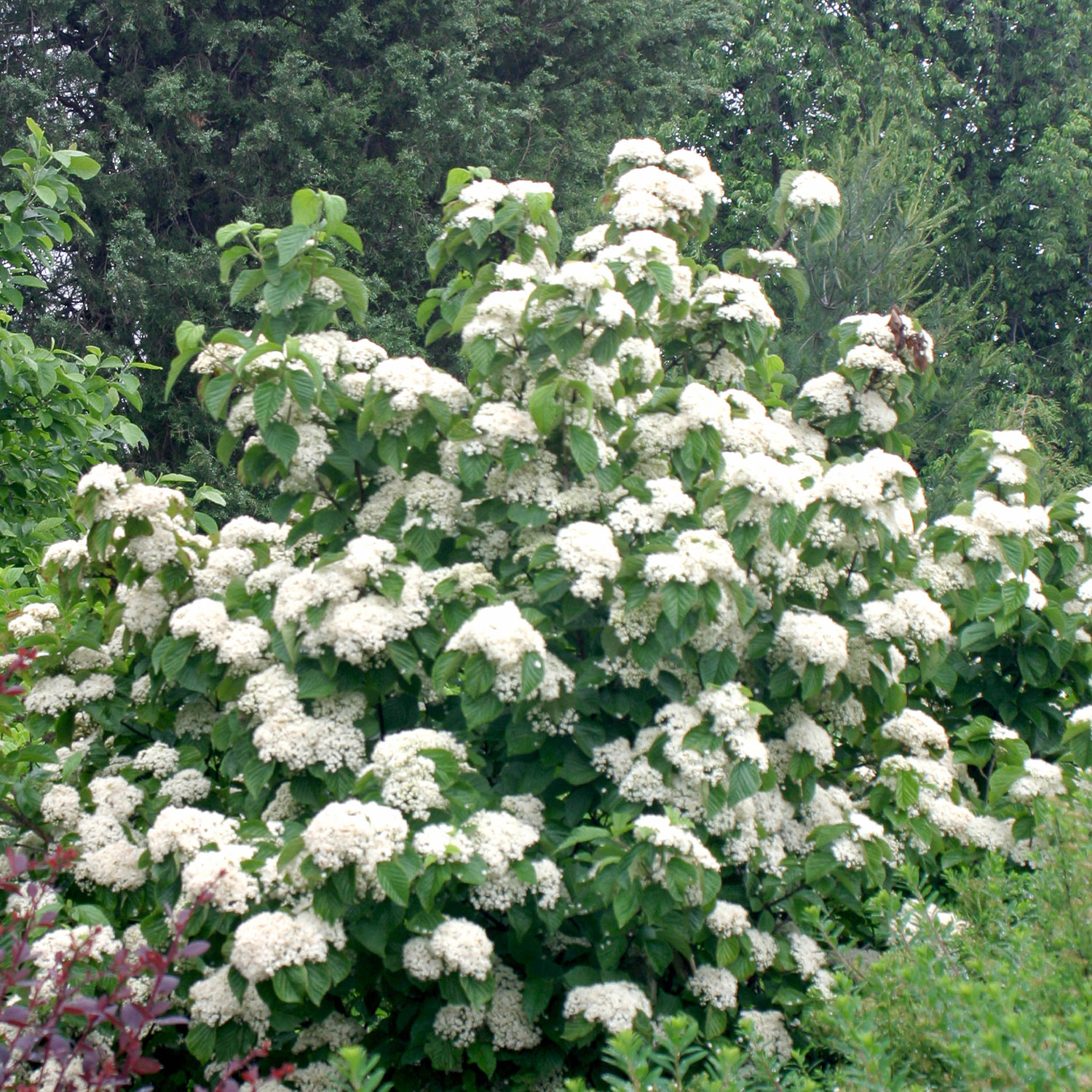 Breitdoldiger Schneeball 'Cardinal Candy'