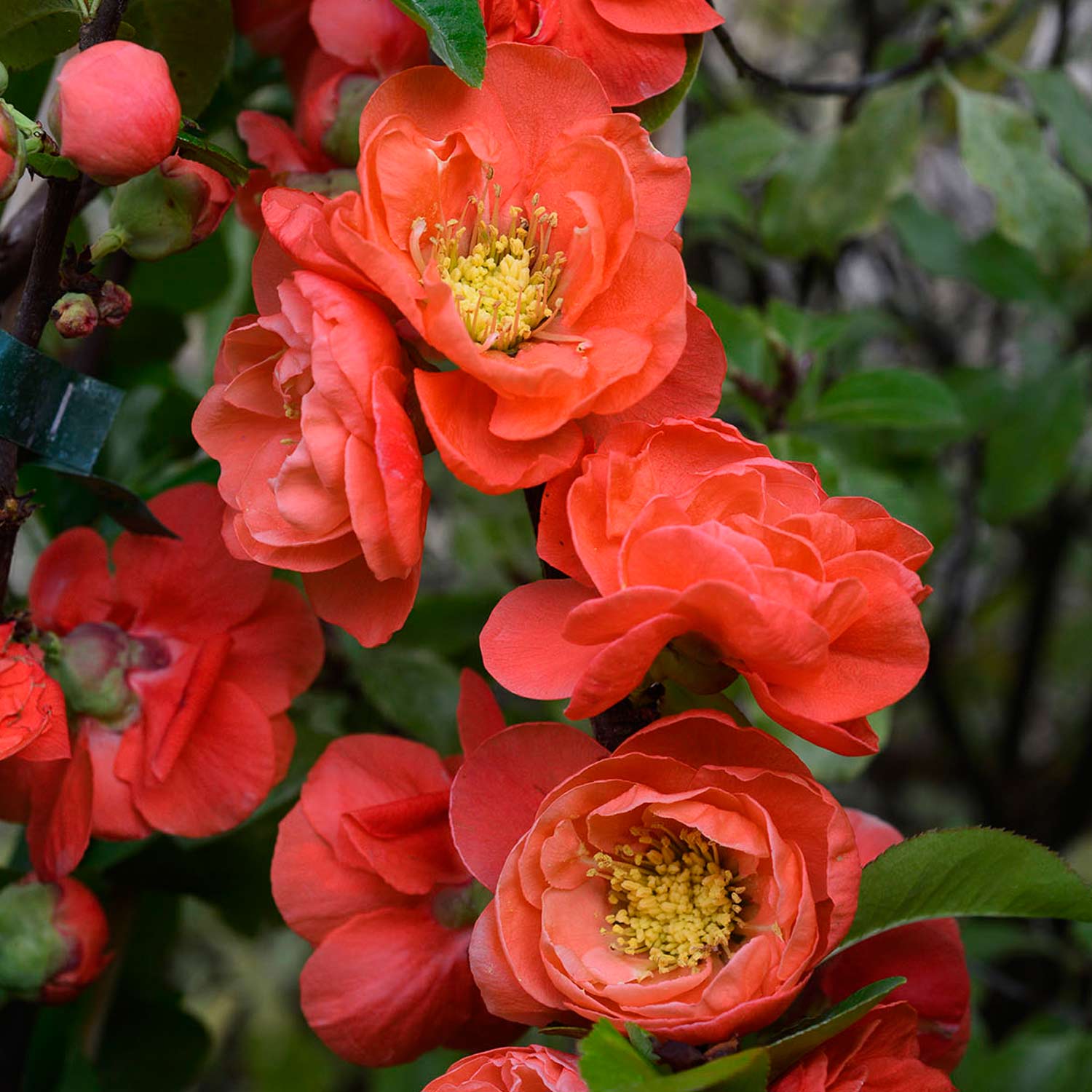 Zierquitte 'Mango Storm'