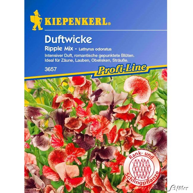 Duftwicken 'Ripple Mix' Lathyrus odoratus