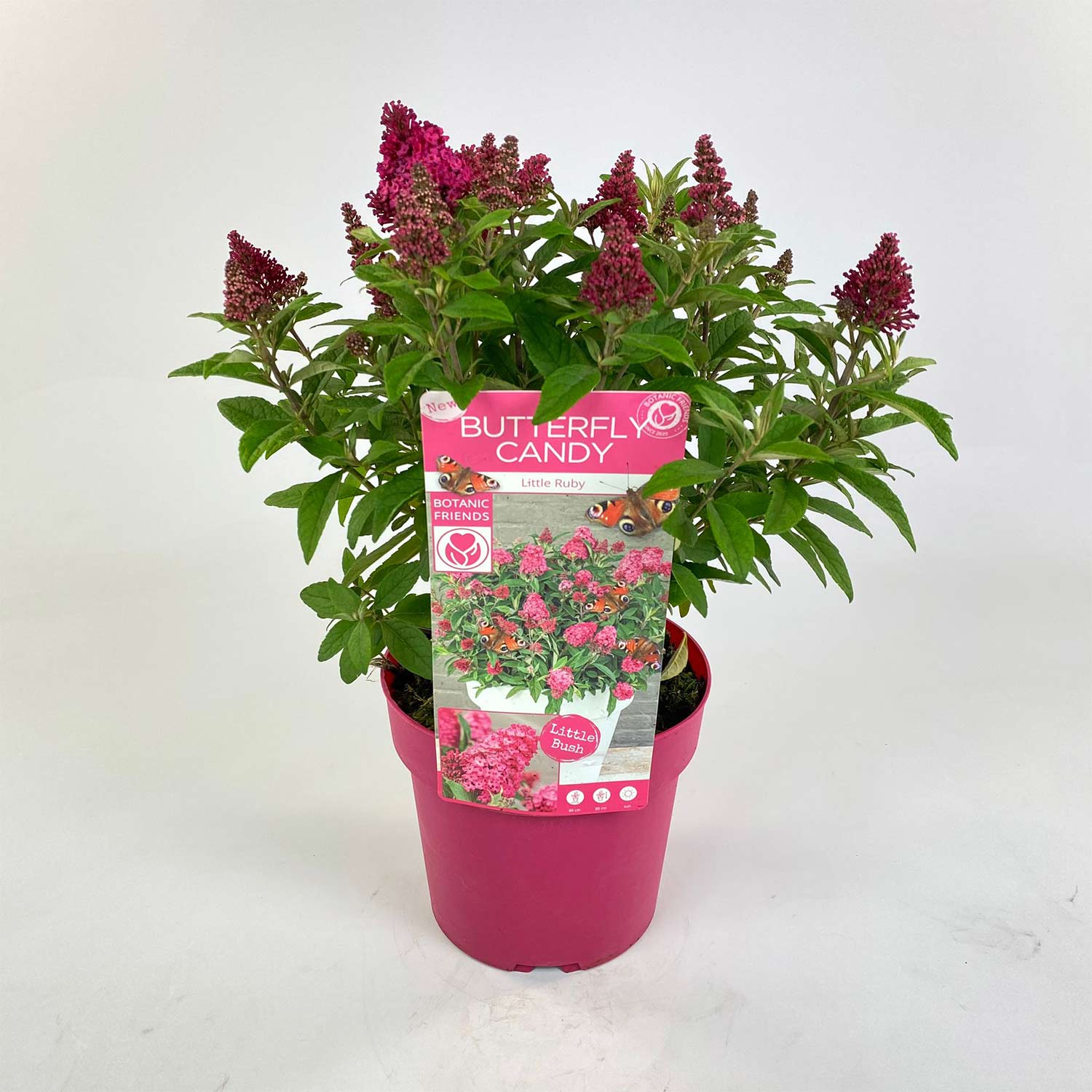 Zwerg-Schmetterlingsflieder 'Butterfly Candy® Little Ruby'