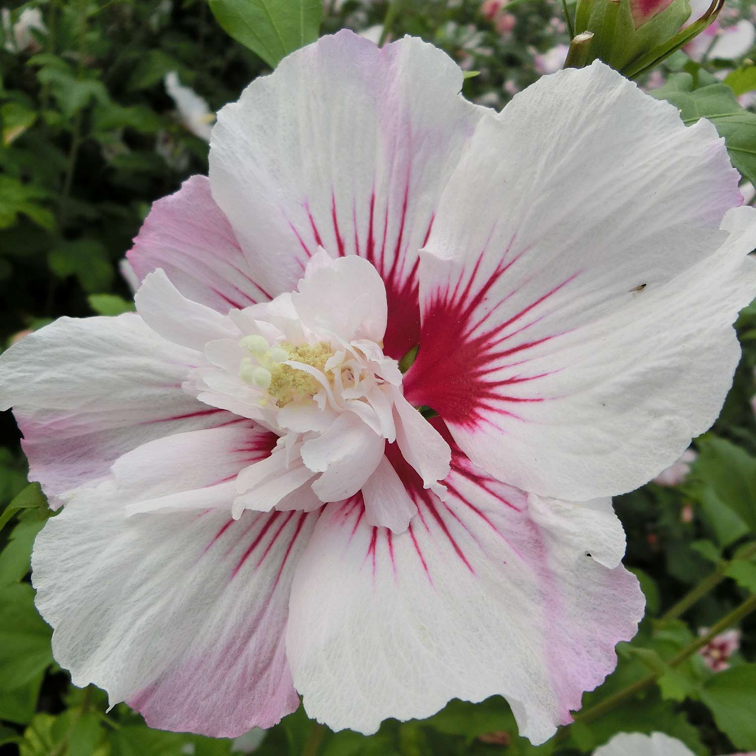 Hibiscus 'Pinky Spot®'