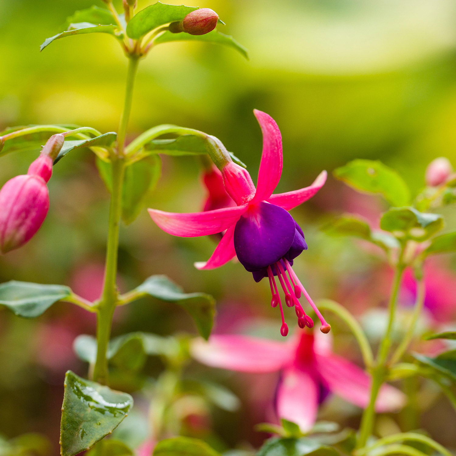 Winterharte Garten-Fuchsie 'Tom Thumb'