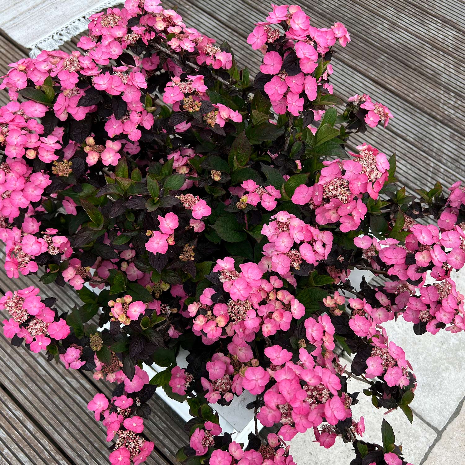 Gartenhortensie 'Daredevil®'