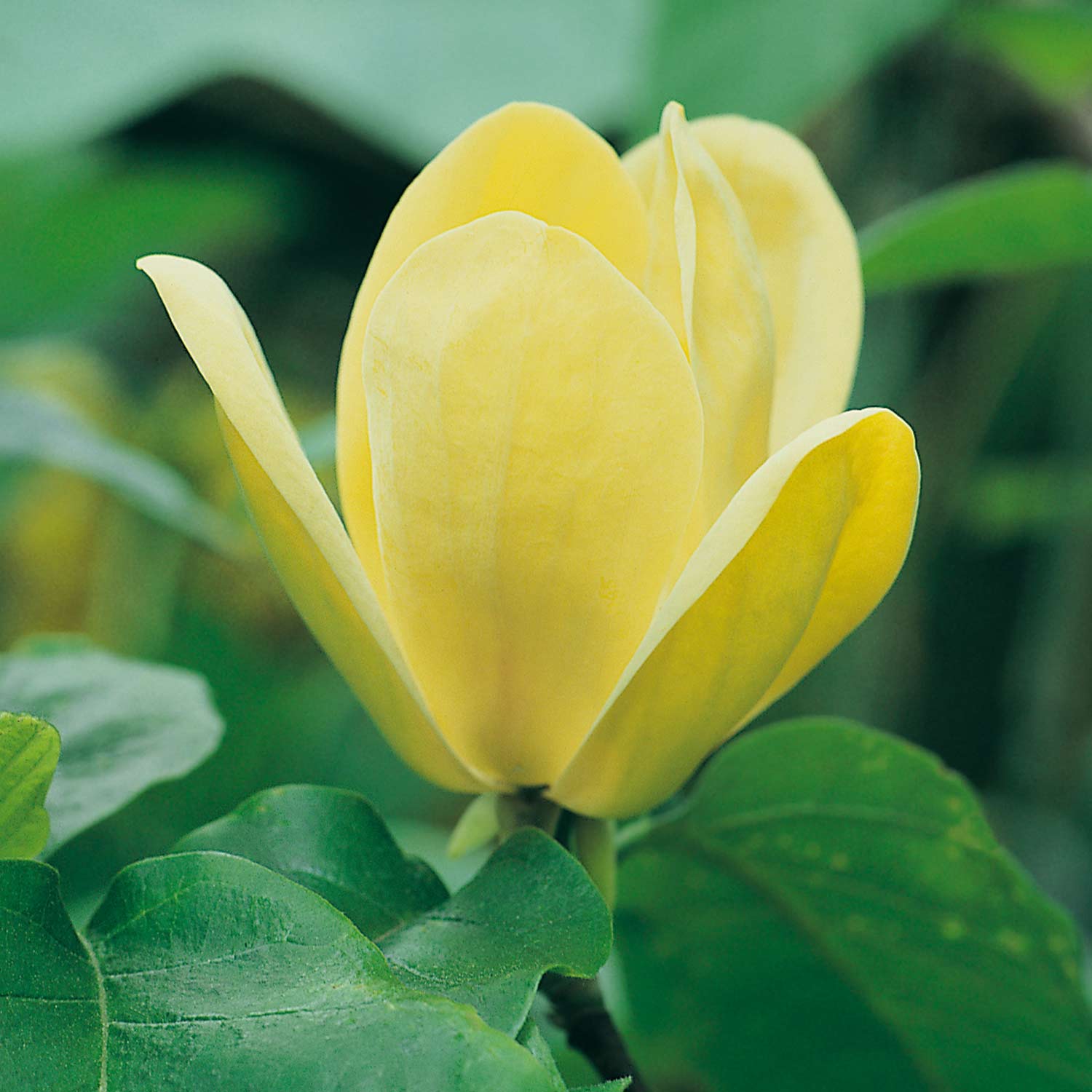 Magnolie 'Daphne'