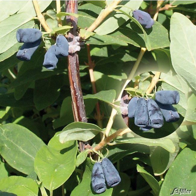 Sibirische Blaubeere 'Blue Velvet'