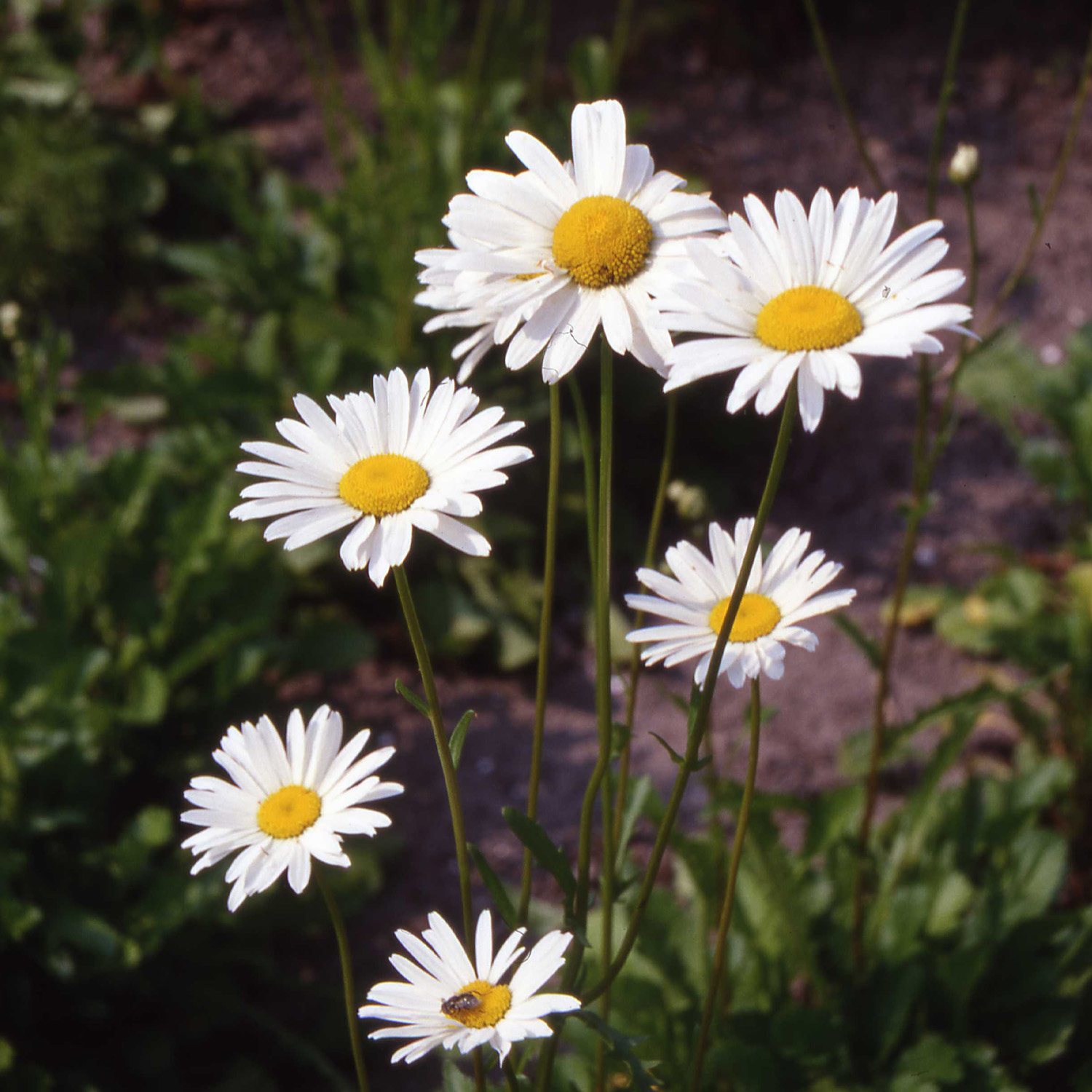 Kleine Margerite 'May Queen'