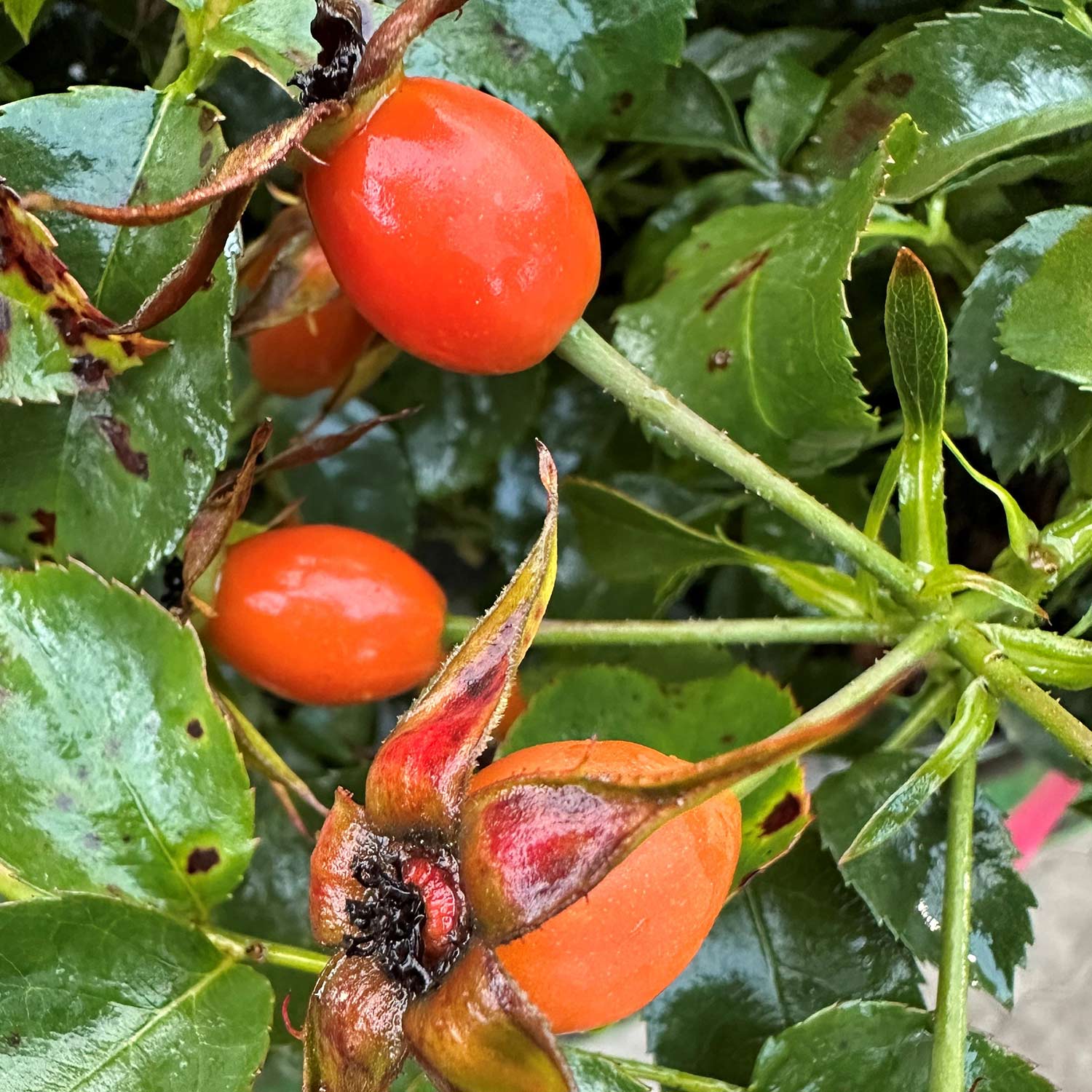 Beetrose NektarGarten 'Alexander von Humboldt' ADR-Rose