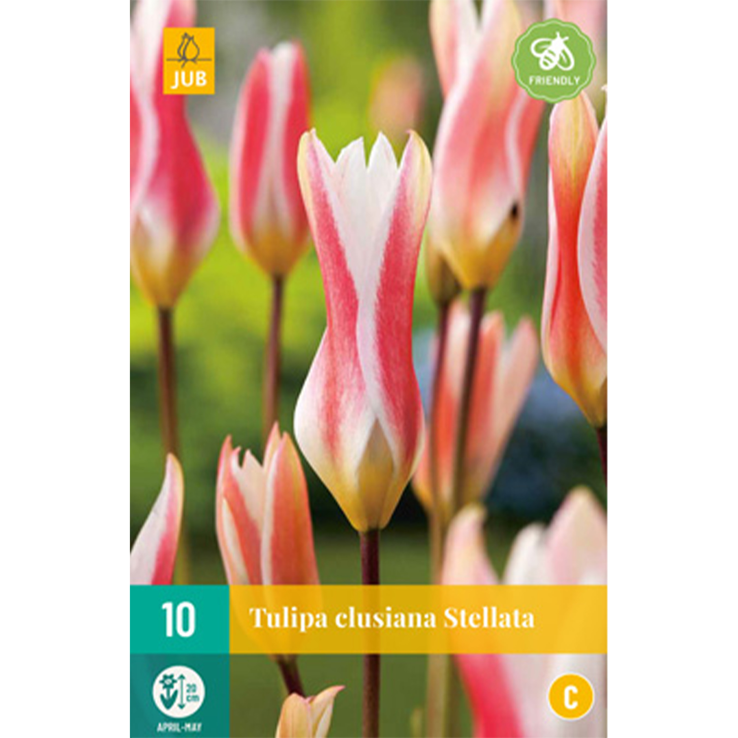 Wildtulpe 'Clusiana Stellata' - 10 Stück