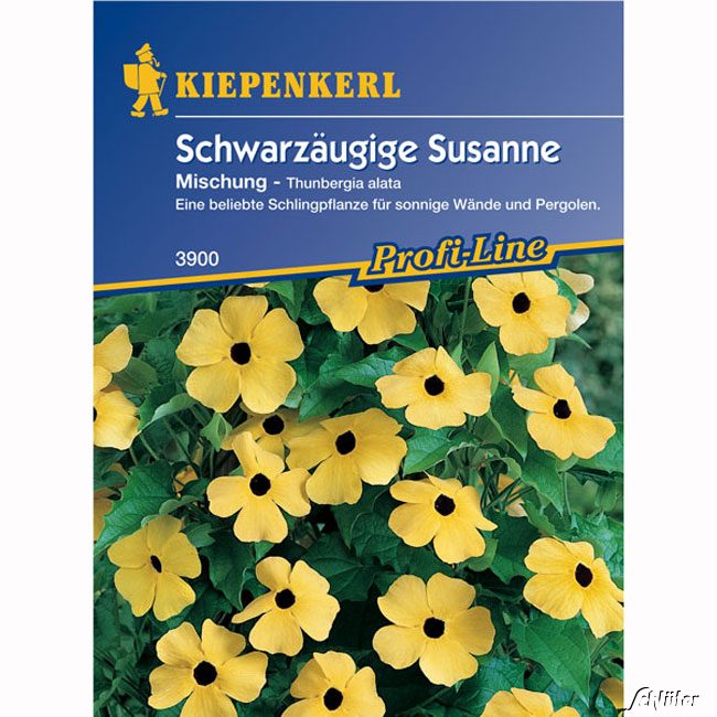 Schwarzäugige Susanne 'Mischung'