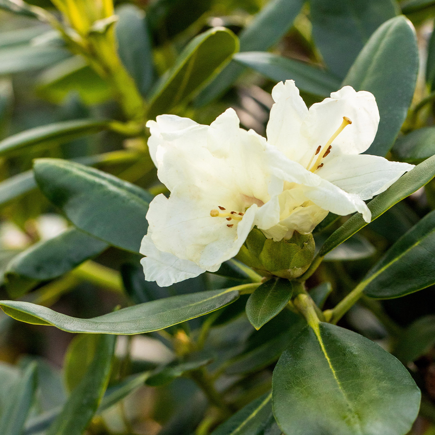 Ball-Rhododendron 'Flava'