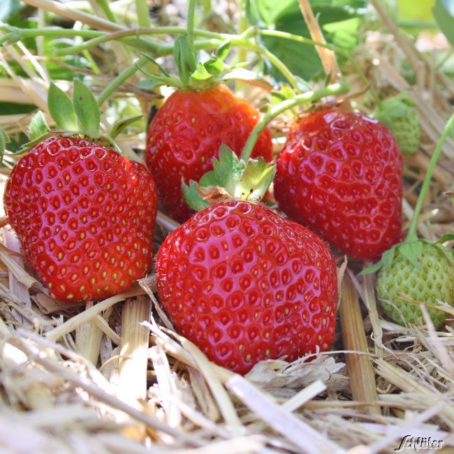 Erdbeeren 'Donna®' - 10 Stück