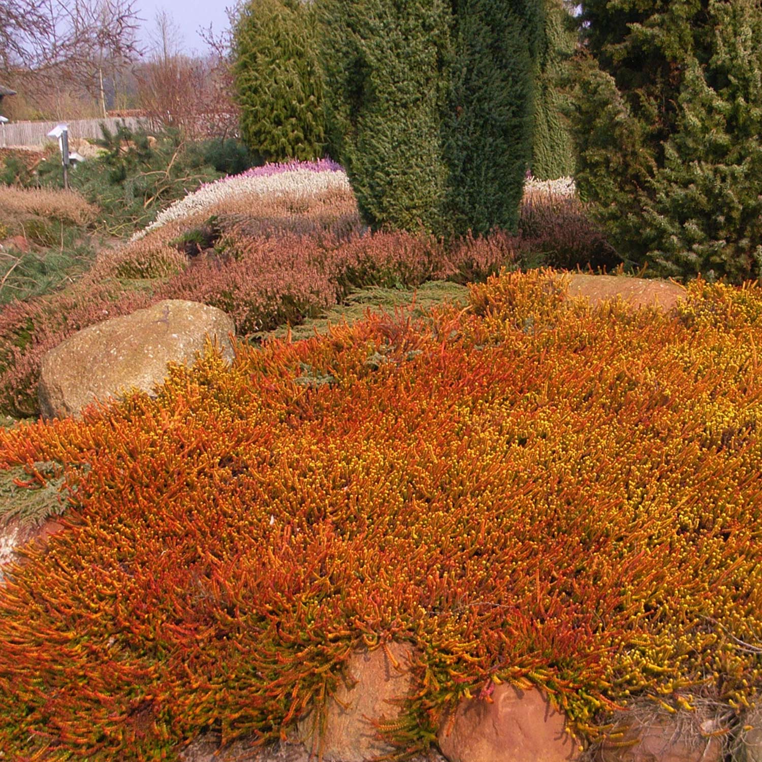 Bodendeckerheide 'Bernstein'