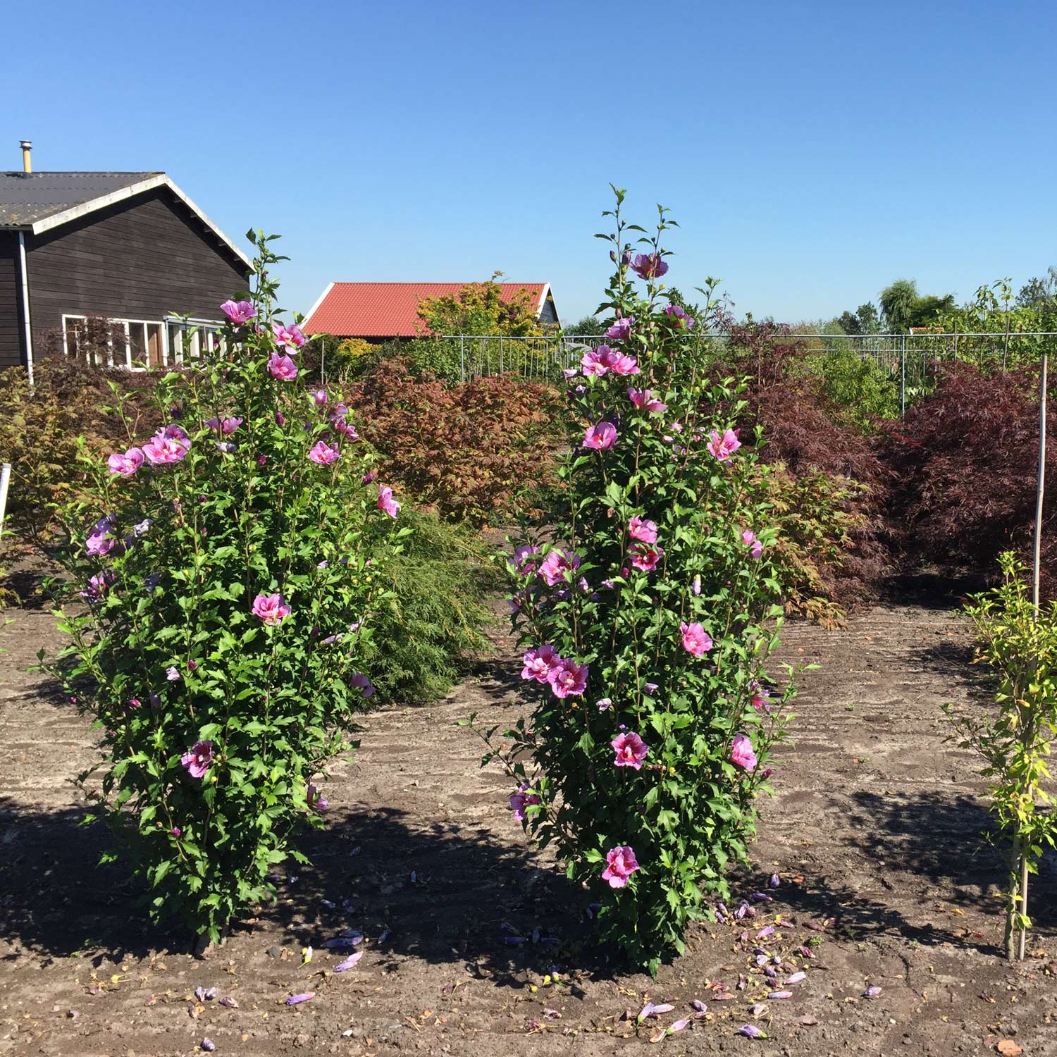 Säulen-Eibisch 'Purple Pillar'